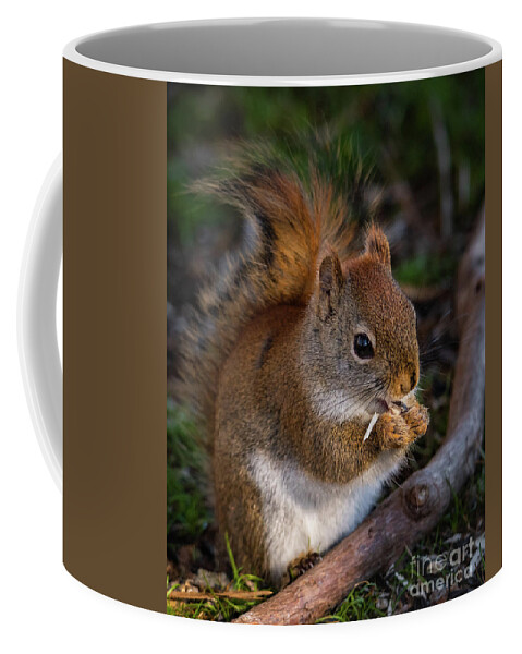Red Squirrel Coffee Mug featuring the photograph Red Squirrel eating Sunflower Seeds by Lorraine Cosgrove
