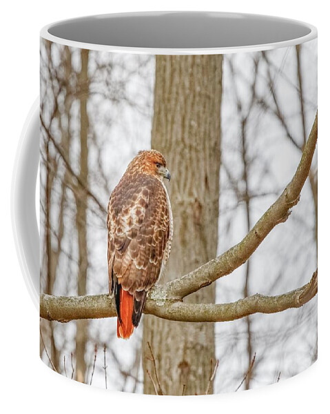 Bird Coffee Mug featuring the photograph Red Tailed Hawk - back profile by Ron Grafe