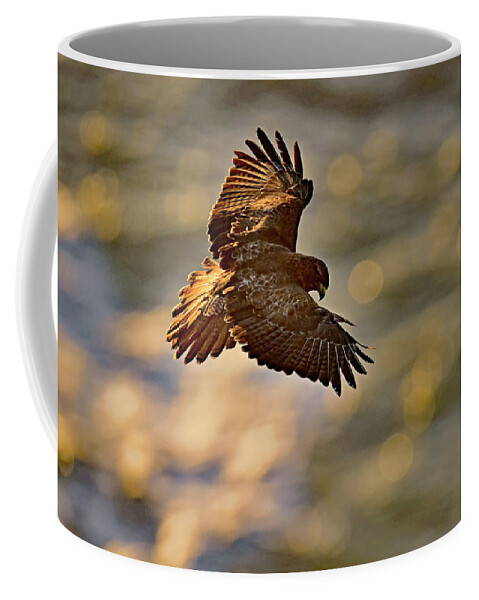 Buteo Jamaicensis Coffee Mug featuring the photograph Red-tailed Hawk Hovering Over The Water by Amazing Action Photo Video