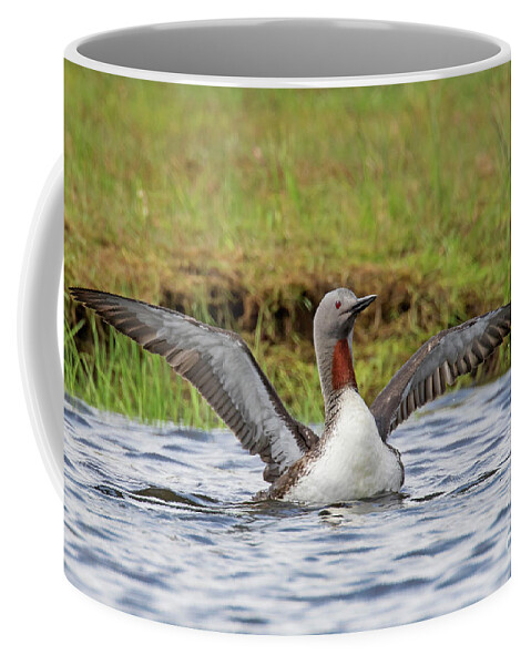 Red-throated Loon Coffee Mug featuring the photograph Red-throated Loon in Summer by Arterra Picture Library