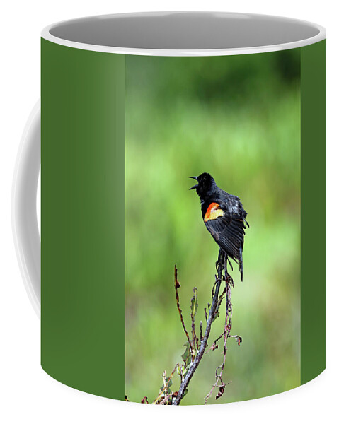 Florida Coffee Mug featuring the photograph Red Wing Singing by Jennifer Robin