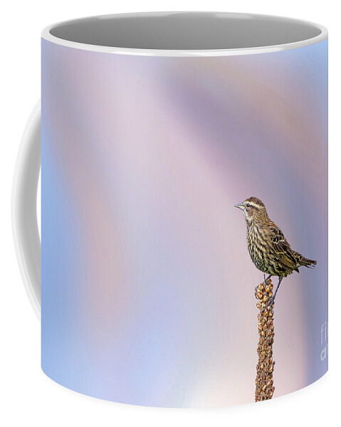 Red Winged Blackbird Coffee Mug featuring the photograph Red Winged Black Bird - Female by Rehna George