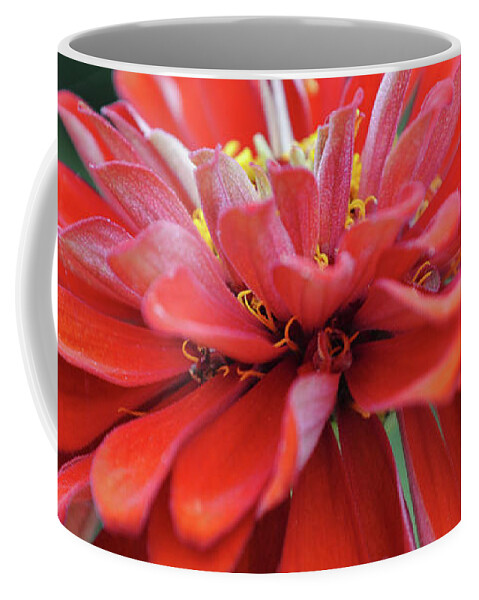 Flower Coffee Mug featuring the photograph Red Zinnia Flower Close Up Macro by Gaby Ethington