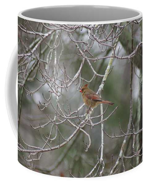  Coffee Mug featuring the photograph Redbird Female by Heather E Harman