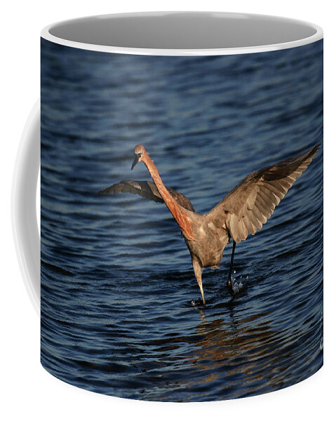 Reddish Egret Coffee Mug featuring the photograph Reddish Egret Chase by John F Tsumas