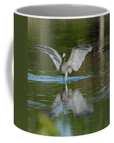 Reddish Egret Coffee Mug featuring the photograph Reddish Egret Wings Up by Bradford Martin