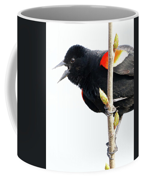 Blackbird Coffee Mug featuring the photograph Redwinged Blackbird and Buds by Flinn Hackett