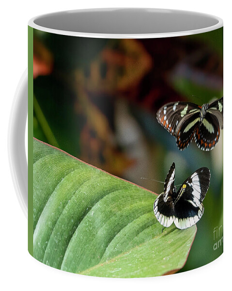 Butterfly Coffee Mug featuring the photograph Rejected Suitor by Cathy Donohoue