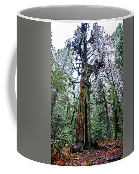 Tree Coffee Mug featuring the photograph Resident by Ryan Weddle