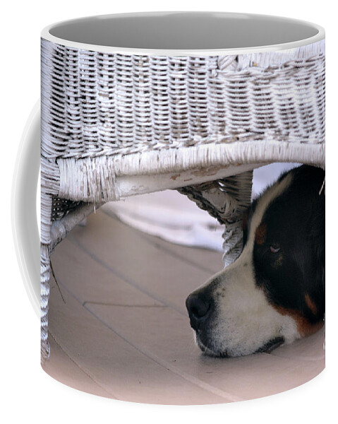 Dog Bernese Mountain Coffee Mug featuring the photograph Resting by Dianne Morgado