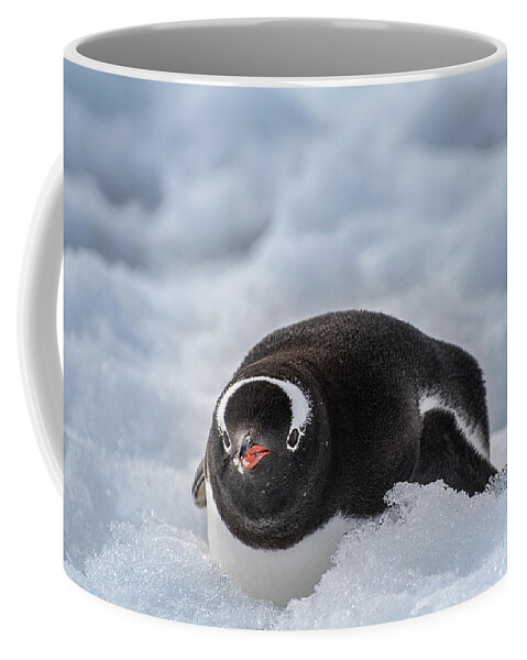 Penguin Coffee Mug featuring the photograph Resting by Linda Villers