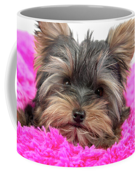 Dog Coffee Mug featuring the photograph Resting Yorkie Joy by Renee Spade Photography