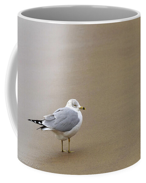 Birds Coffee Mug featuring the photograph Ring-billed Gull by David Lee