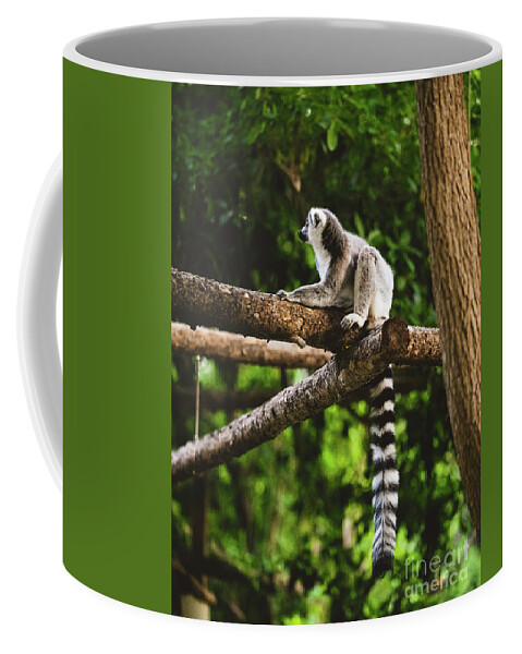 Ring Tailed Lemur Coffee Mug featuring the photograph Ring tailed Lemur Catta sitting on a tree by Abigail Diane Photography