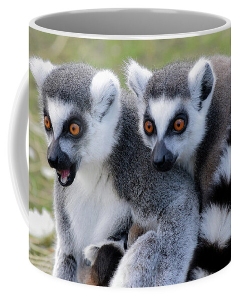 Ringtailed Lemurs Coffee Mug featuring the photograph Ringtailed Lemur duo with baby by Gareth Parkes