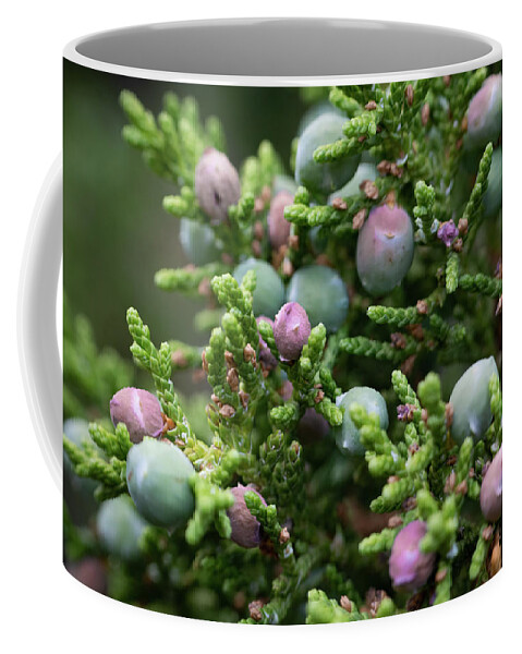  Coffee Mug featuring the photograph Ripening Juniper Berries LF by Bonny Puckett