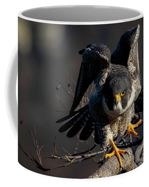 Falcon Coffee Mug featuring the photograph Rise Up by Alyssa Tumale