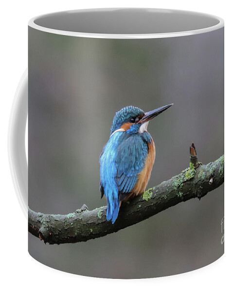 European Kingfisher Coffee Mug featuring the photograph River Kingfisher by Eva Lechner