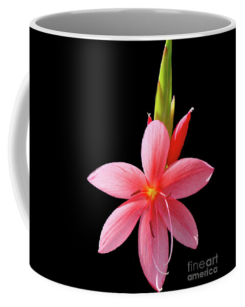 Lily Coffee Mug featuring the photograph River Lily - Hesperantha coccinea by Yvonne Johnstone