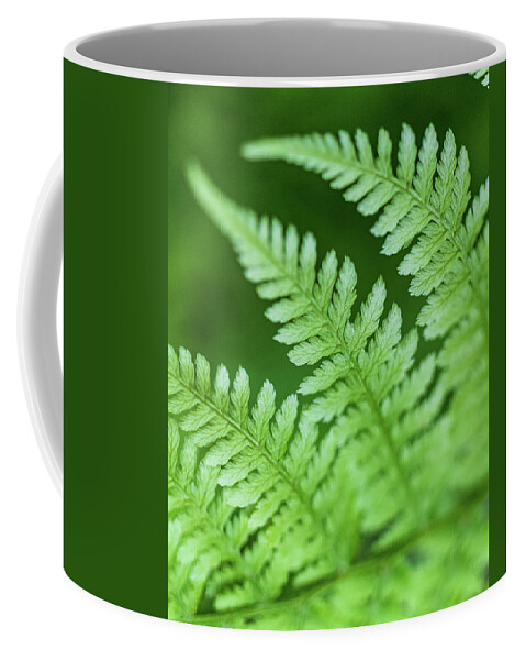 Fern Coffee Mug featuring the photograph Roan Mountain Fern #1 by Cynthia Clark