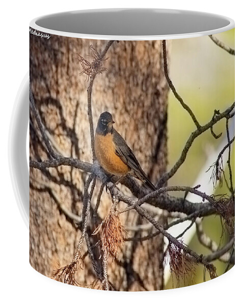 Robin Coffee Mug featuring the photograph robin-3, El Dorado National Forest, California, U.S.A. by PROMedias US