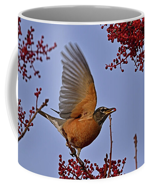 American Robin Coffee Mug featuring the photograph Robin and Red Berries by Amazing Action Photo Video
