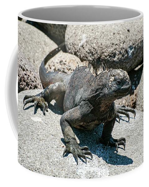 Seymour Island Coffee Mug featuring the photograph Rock Climbing by Bob Phillips