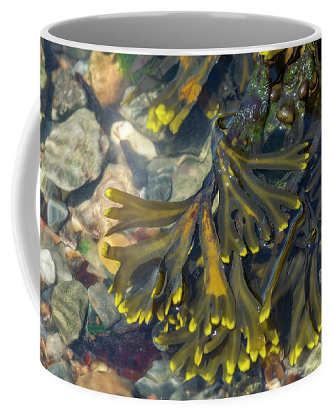 Photosbycate Coffee Mug featuring the photograph Rockweed by Cate Franklyn