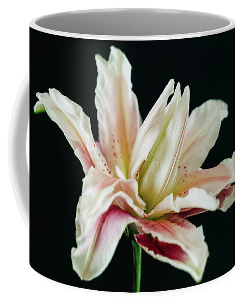 Lily Coffee Mug featuring the photograph Rose Lily 1287 by Pamela S Eaton-Ford