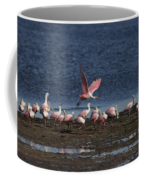 Roseate Spoonbill Coffee Mug featuring the photograph Roseate Spoonbills Gather Together 4 by Mingming Jiang