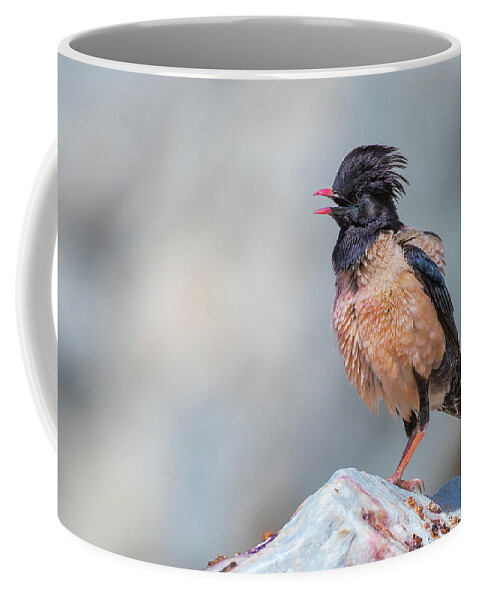 Animal Coffee Mug featuring the photograph Rosy starling calling - Pastor roseus by Jivko Nakev