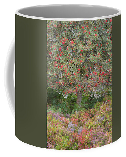 Landscape - Scenery Coffee Mug featuring the photograph Rowan Tree, Bilberries and Heather by Anita Nicholson
