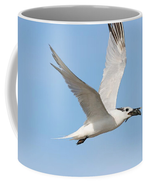 Cabot's Terns Coffee Mug featuring the photograph Cabot's Tern and Its Catch by Mingming Jiang