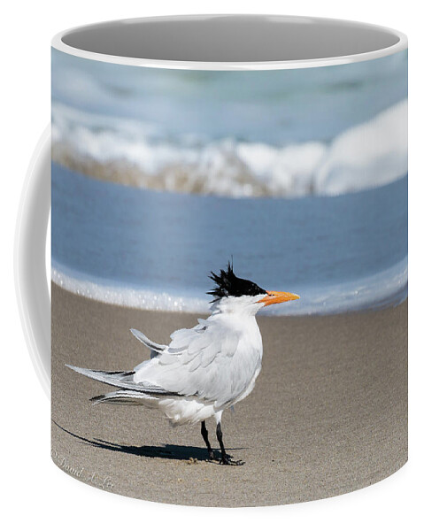 Birds Coffee Mug featuring the photograph Royal Tern by David Lee