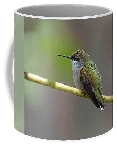 Ruby-throated Hummingbird Coffee Mug featuring the photograph Ruby-throated Hummingbird 2016-10 by Thomas Young