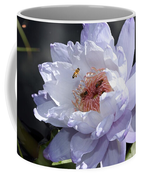 Water Lily Coffee Mug featuring the photograph Ruffled Water Lily by Mingming Jiang
