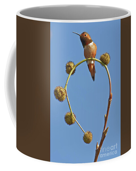 Hummingbird Coffee Mug featuring the photograph Rufous Hummingbird in California Bird Sanctuary by Natural Focal Point Photography