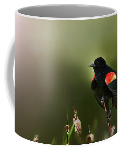 Bird Coffee Mug featuring the photograph RWBB on a Cattail by John Christopher