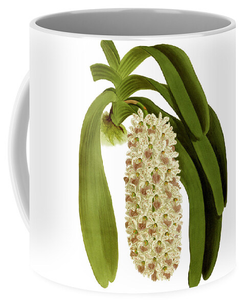 Saccolabium Coffee Mug featuring the mixed media Saccolabium giganteum Orchid by World Art Collective