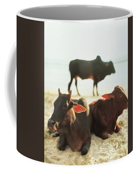 Sacred Coffee Mug featuring the photograph Sacred Cows on the Beach by Carol Whaley Addassi