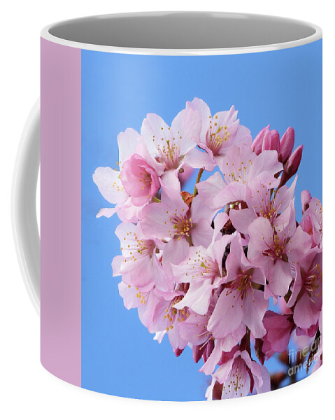 Japanese Cherry Blossom Coffee Mug featuring the photograph Sakura by Scott Cameron