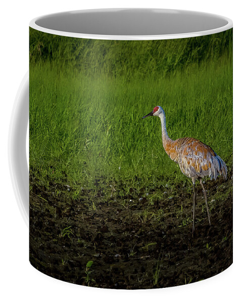 Bird Coffee Mug featuring the photograph Sandhill Crane by Bill Frische