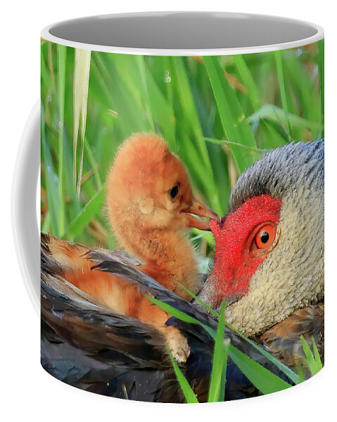 Sandhill Cranes Coffee Mug featuring the photograph Sandhill Crane Colt Playing with the Red Skin on Mom's Head by Shixing Wen