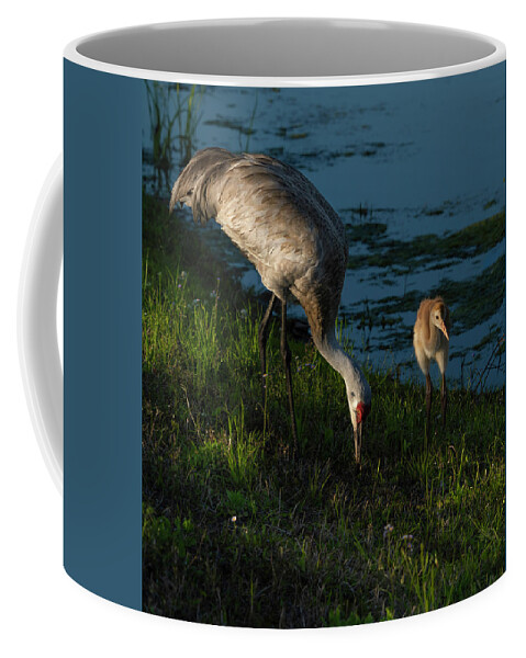 Birds Coffee Mug featuring the photograph Sandhill Crane by Larry Marshall