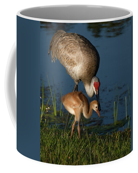 Birds Coffee Mug featuring the photograph Sandhill Crane with her colt by Larry Marshall