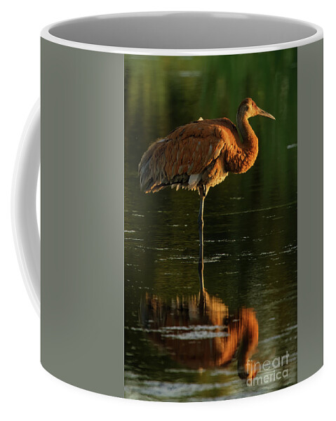 Sandhill Crane Coffee Mug featuring the photograph Sandhill Sunset in Sherburne Minnesota by Natural Focal Point Photography