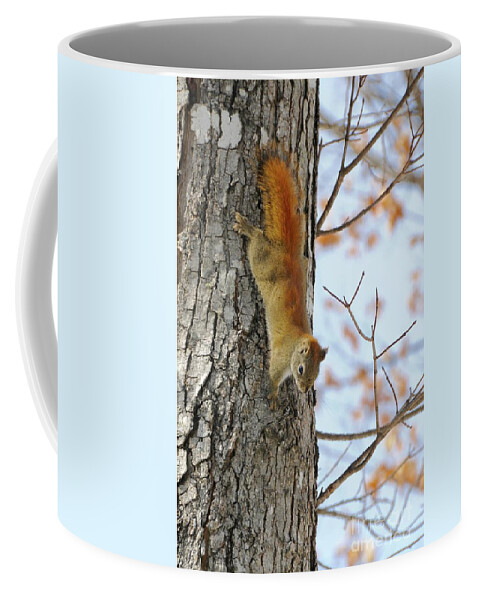 Animals Coffee Mug featuring the photograph Sassy Red by Sandra Updyke