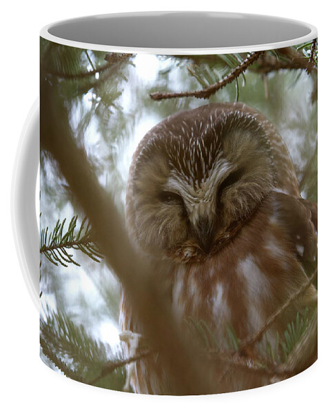 Saw-whet Owl Coffee Mug featuring the photograph Saw Whet Owl Resting by Flinn Hackett