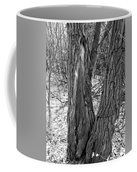 Scar Coffee Mug featuring the photograph Scarred Tree by Amanda R Wright