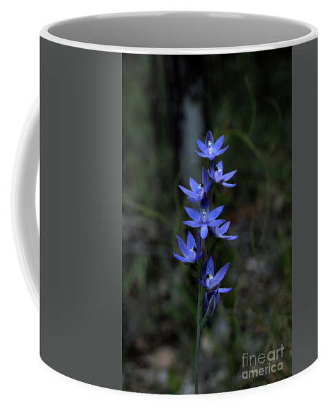Orchid Coffee Mug featuring the photograph Scented Sun Orchid - thelymitra macrophylla 2 by Elaine Teague